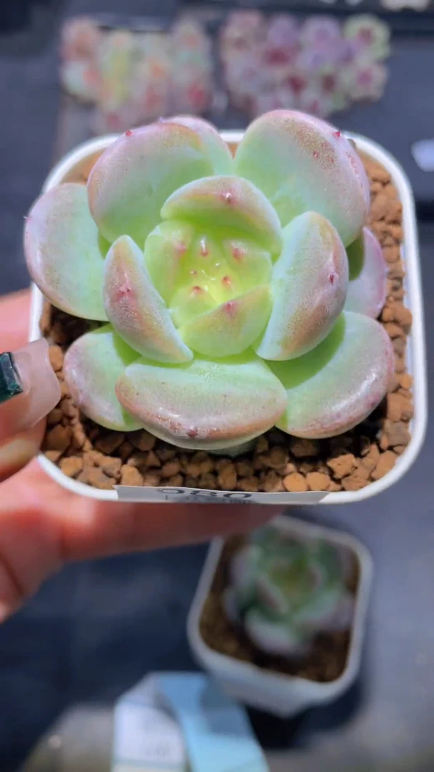 080明灯量拍随机发一颗