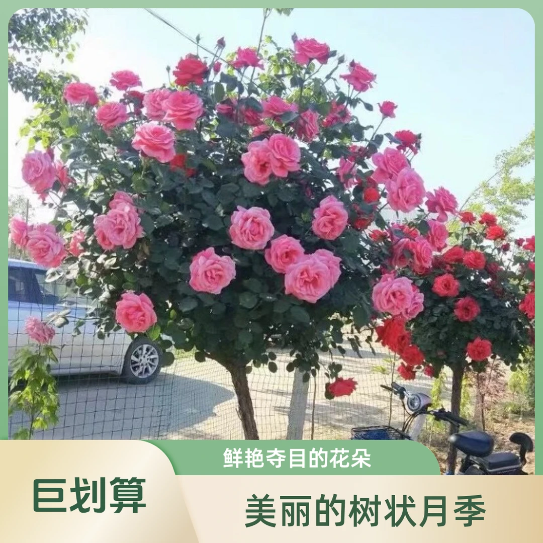 大花国月树桩蔷薇嫁接混色花浓香庭院阳台种植盆栽地栽月季棒棒糖