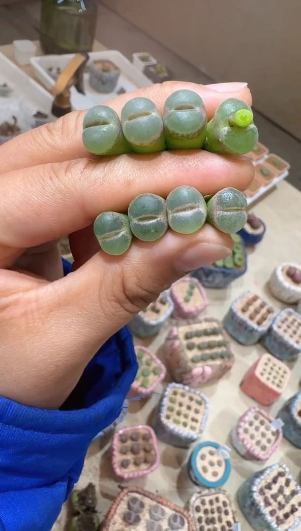 189多肉植物肉锥粉红女郎一颗