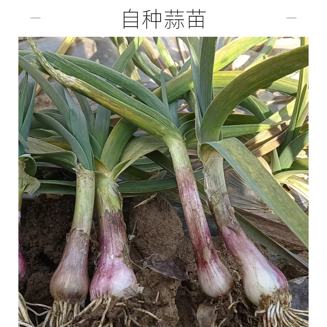[自种]露天矮杆蒜苗红皮现拔现发邳州特产香味浓郁无蓝帆无泡水