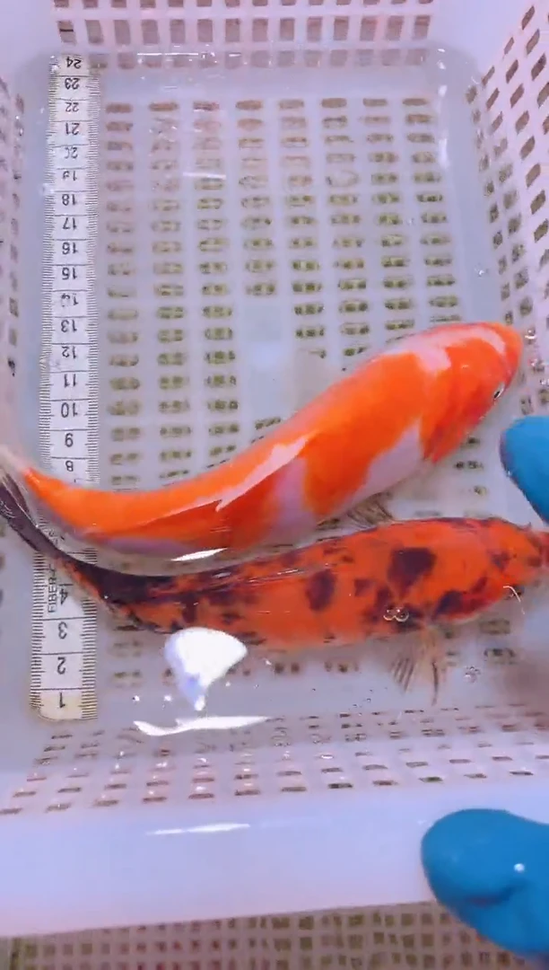 锦鲤冷水观赏鱼全场包邮151