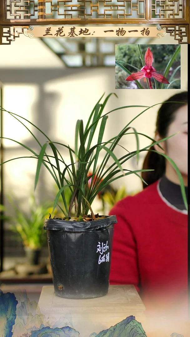 全部花苞春兰刘三红6苗带3芽