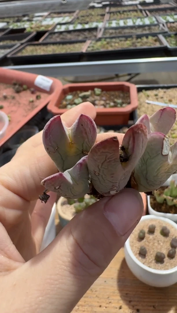 【闪购商品】7-573