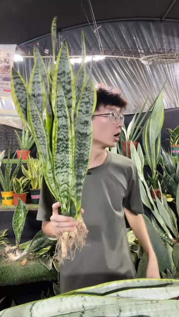 高脚金边裸根5棵15.8