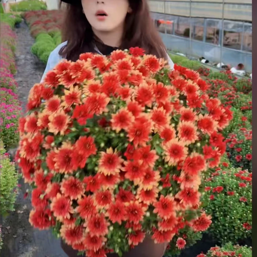 千头菊【红色嘉年华】渐变色四季开花耐寒耐热好养护