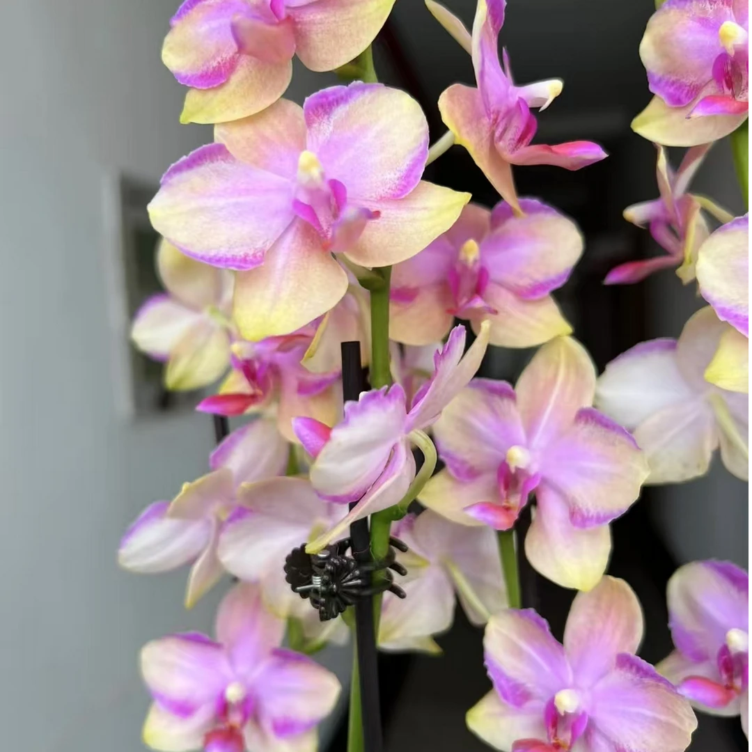 （蝴蝶兰—韩国水晶）瑕疵苗，带花剑（未开花）介意勿拍。