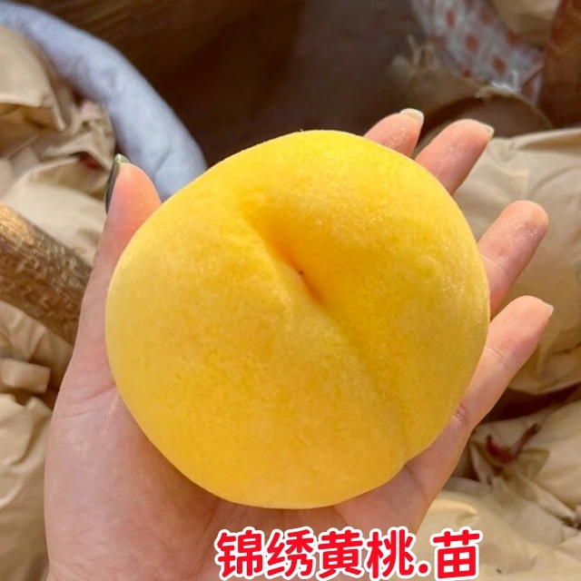 锦绣黄桃树苗嫁接黄桃树果苗早熟水蜜桃苗南北方种植盆地栽当年结