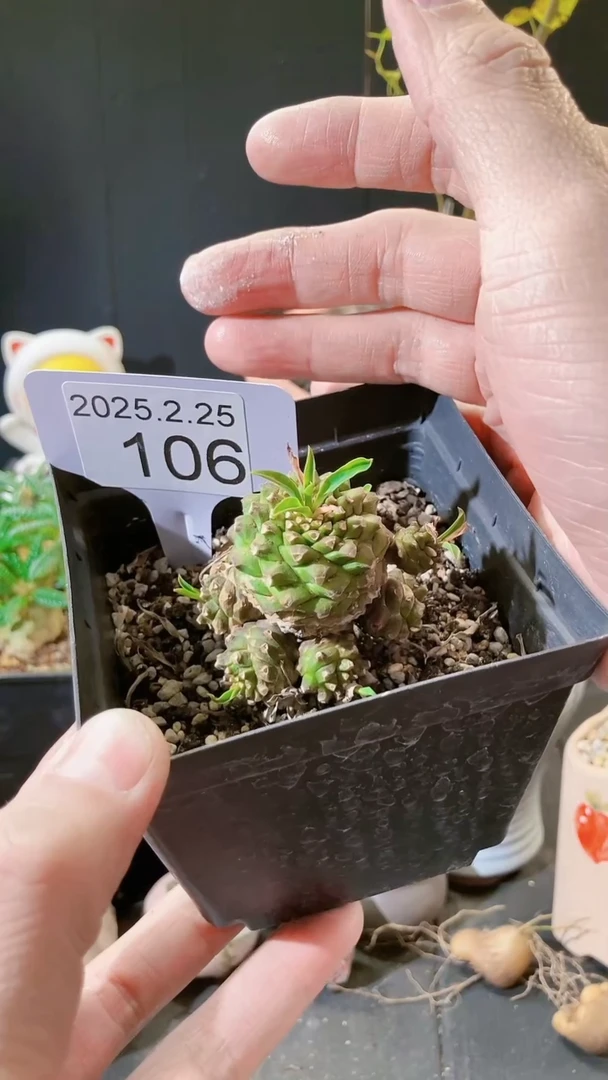 【闪购商品】铁甲麒麟2.25.106