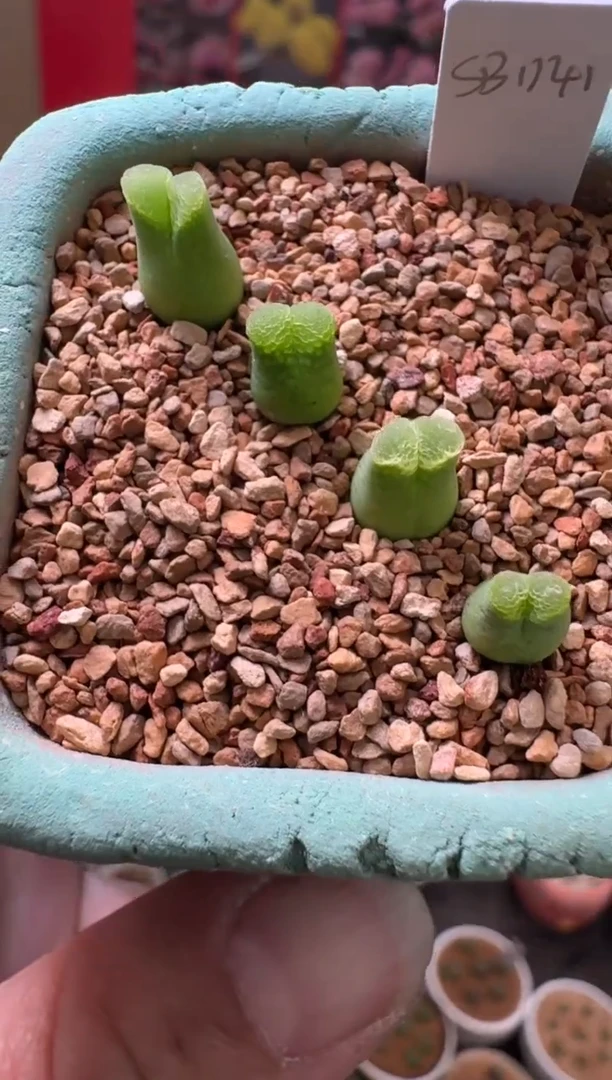 【闪购商品】3-43奶瓶一颗