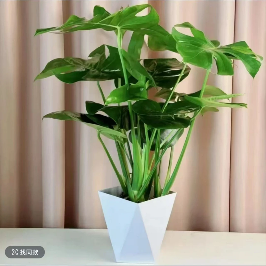 龟背竹水培植物室内大盆栽客厅办公室大叶绿植吸甲醛懒人好养四季