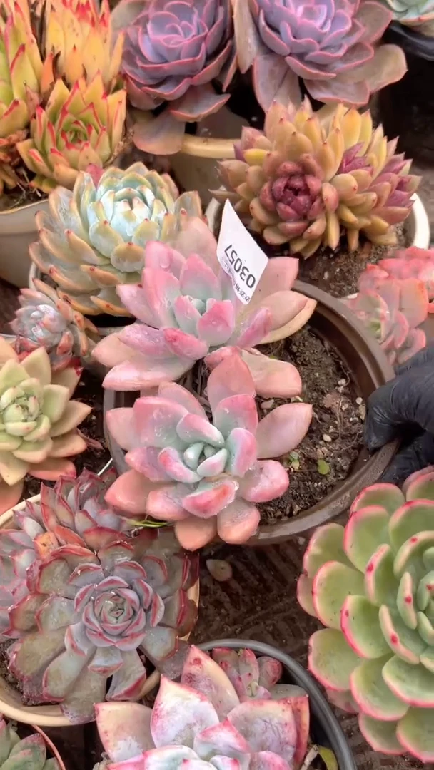 猪***麻跃跃精品多肉03057