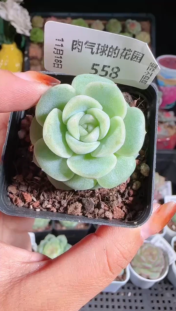 1118-558冰心27麦秆群生不包整