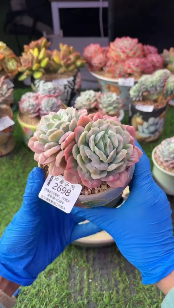 昆明印象多肉2698