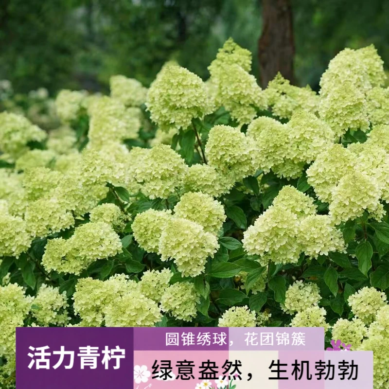 【活力青柠】绣球花-欧洲木绣球-南北方室内室外盆栽地栽