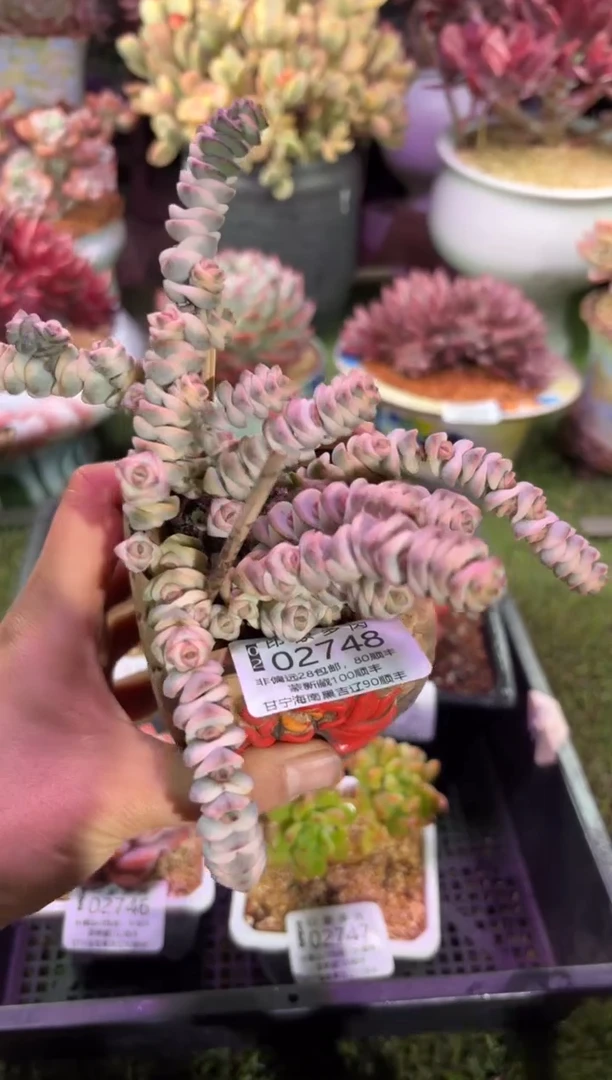 【闪购商品】02748