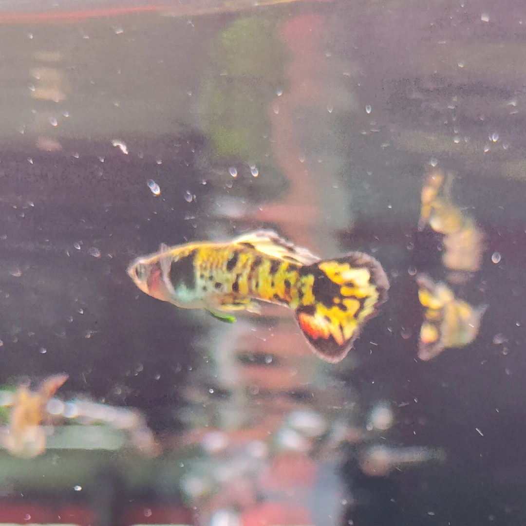 好养耐活虎皮鱼热带小型观赏鱼群游淡水鱼