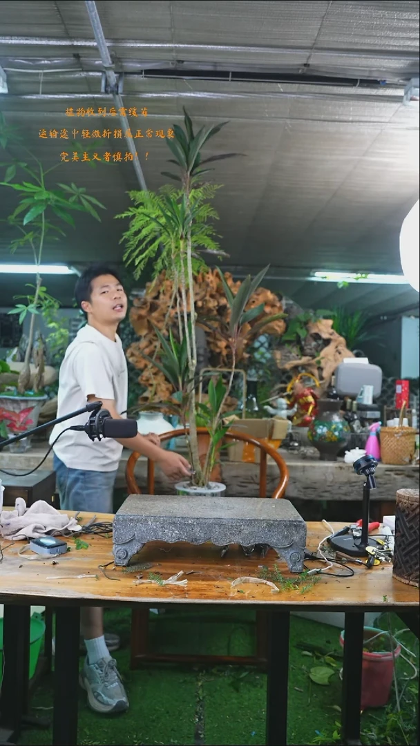 完全开放朱蕉507+