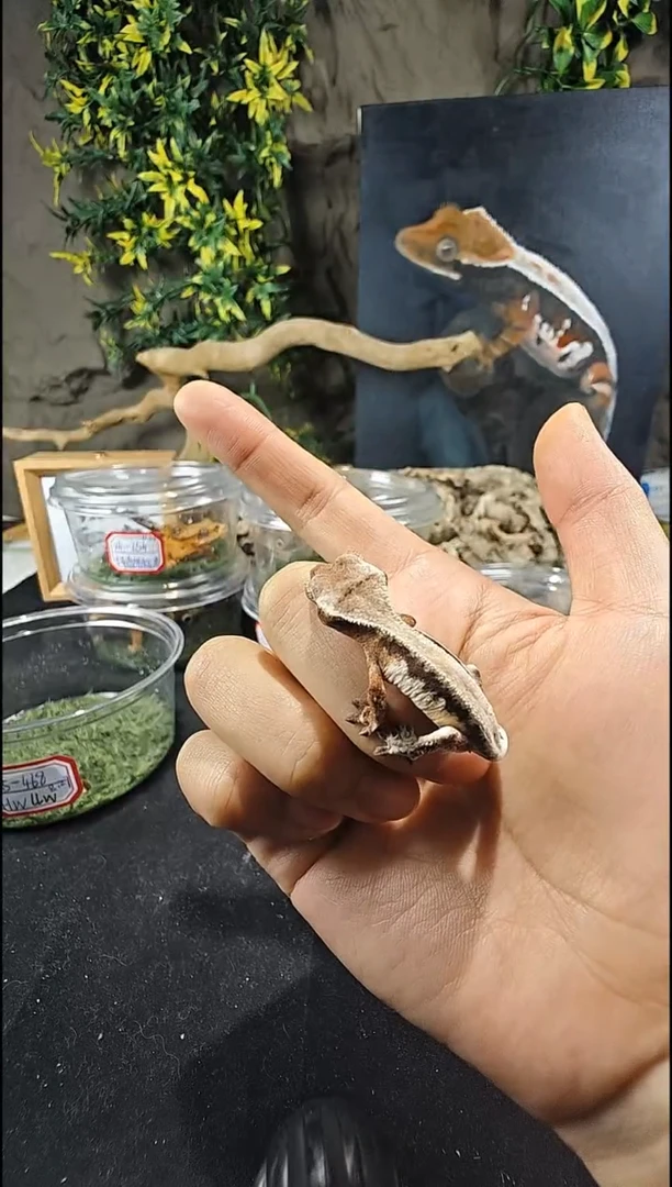 睫角守宫25-468睫角守宫HW莉莉