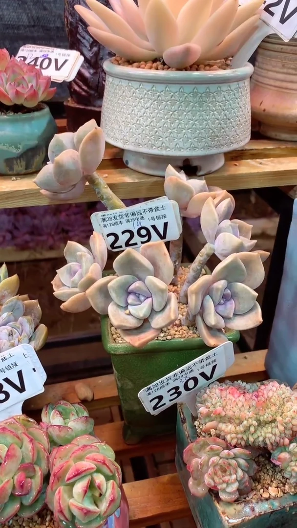 229V（一物一拍实付满28发货，默认不带盆土）