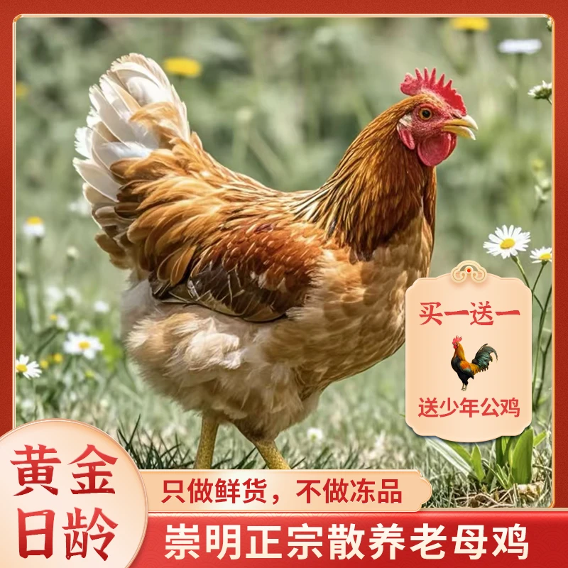 【黄金日龄】365天过年母鸡 滋补煲汤45分钟 崇明林间散养 母鸡净重2.2斤以上 赠少年公鸡 顺丰冷链新鲜到家 BY