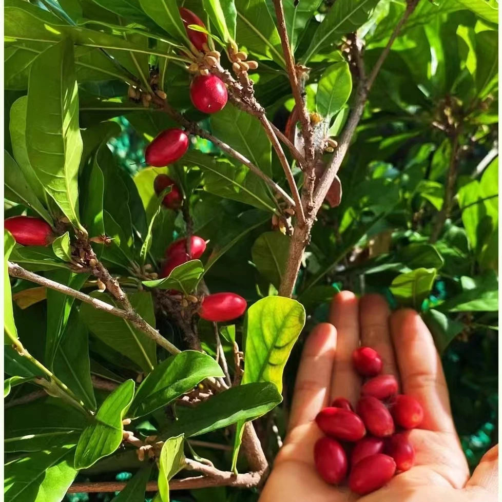 ZB【正宗树苗】神秘果盆栽地载南方北方阳台庭院果树苗