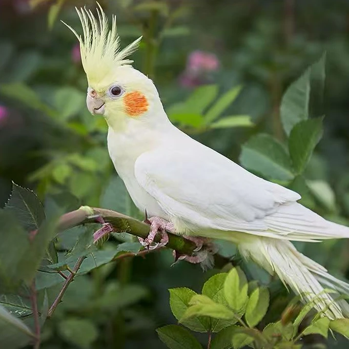 鸟笼玄凤鹦鹉（颜色可选）