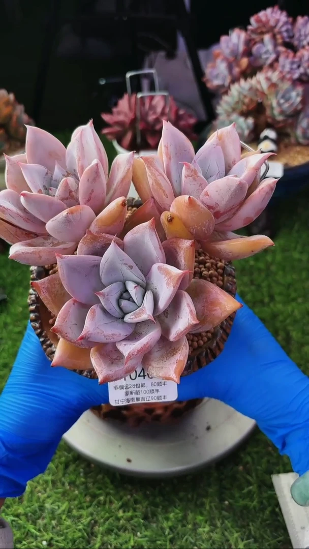 昆明印象多肉10466