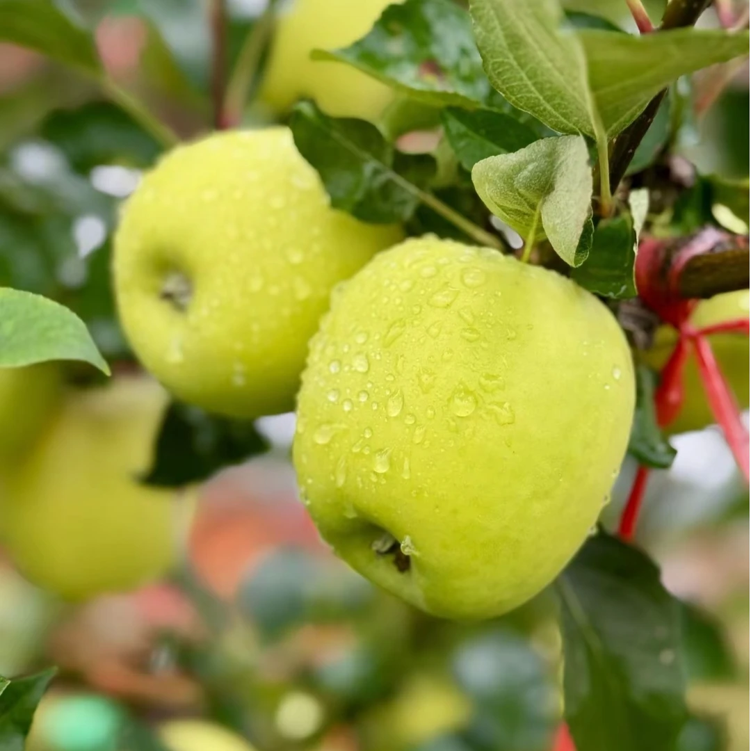 陕西绿丰源高山新鲜采摘脆甜多汁瑞雪苹果京东快发（精品礼盒)