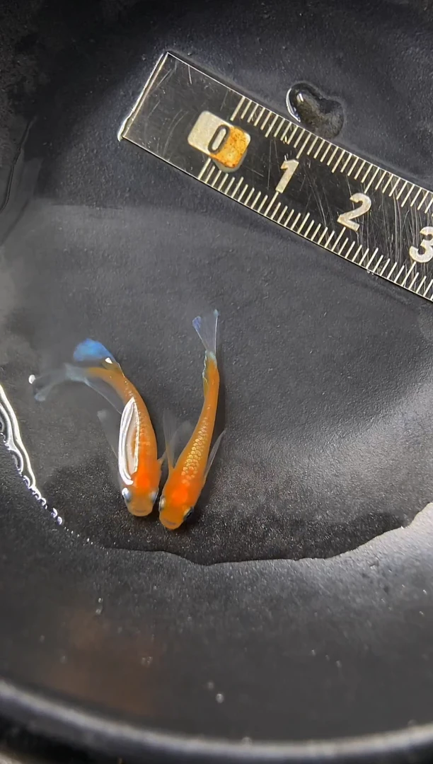 青鳉鱼15号真长林赤壁