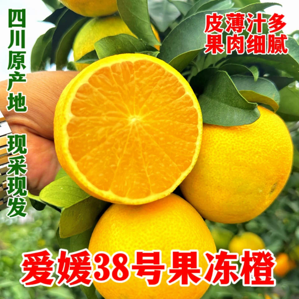【坏果包赔】d爱媛38号果冻橙爆汁多甜皮薄肉厚细嫩化渣新鲜水果