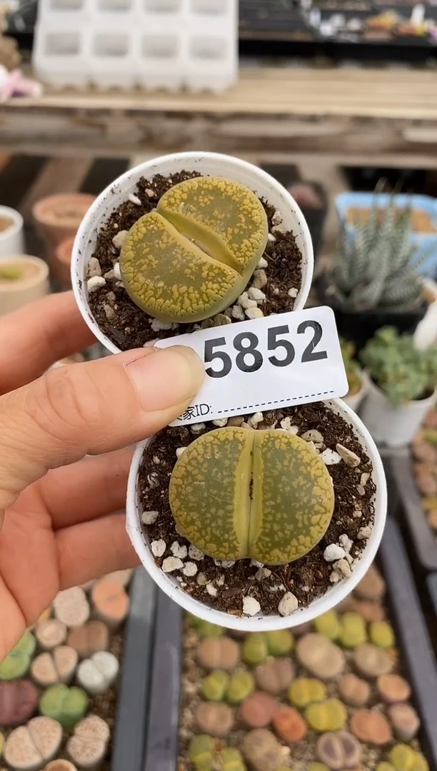 5852直播一物一拍