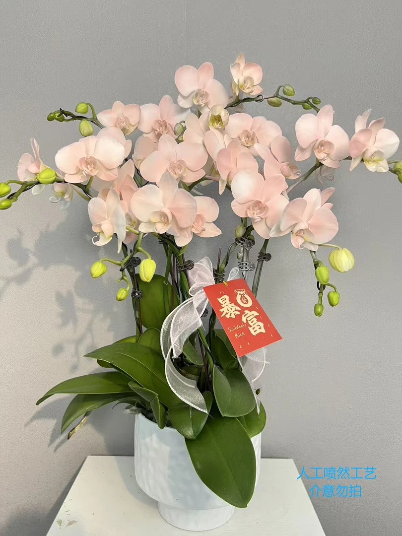 （火烈鸟） 欧洲进口品种 植物喷染艺术组盆蝴蝶兰室内盆栽花卉鲜