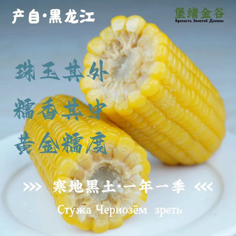 25年黄糯玉米约300g*5支黑龙江头茬糯玉米黏玉米源头工厂粘玉米
