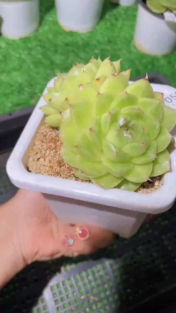 059麦母一物一拍一颗