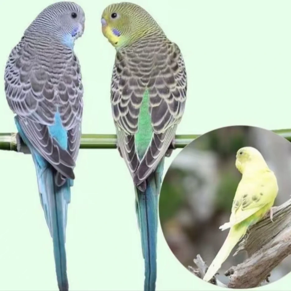 已训化技能虎皮宠物（一物一拍）可教技能