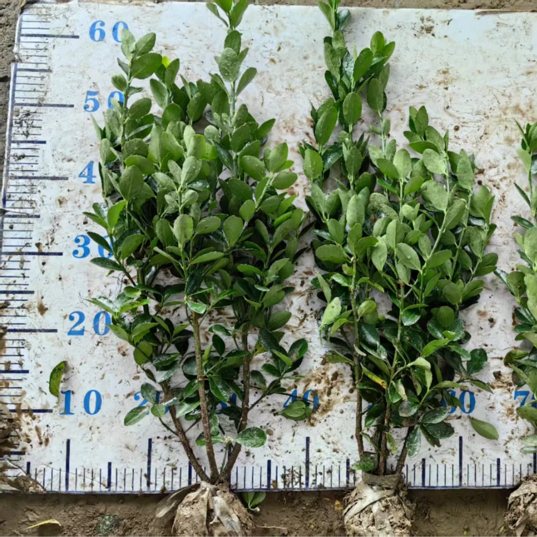 冬青苗大叶黄杨庭院别墅绿化绿植地被冬青