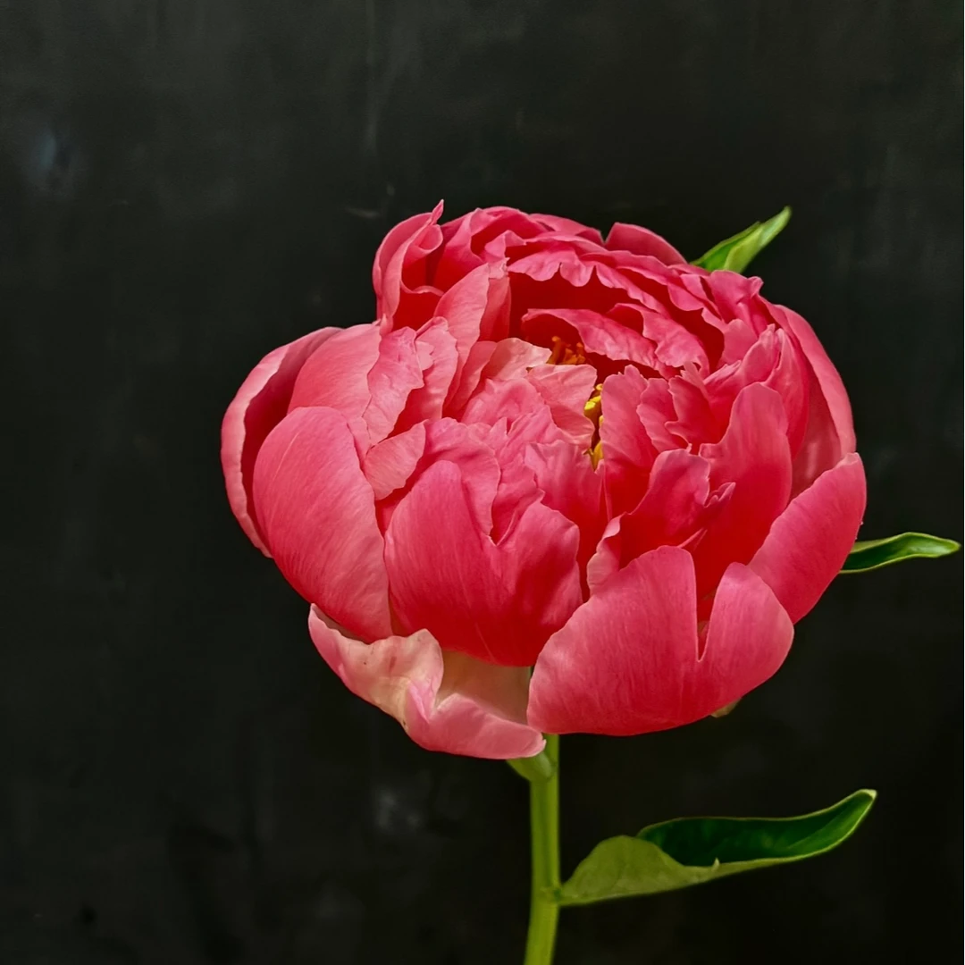 【现货芍药-超级珊瑚】荷兰进口变色 母亲节女神节 菏泽基地顺丰