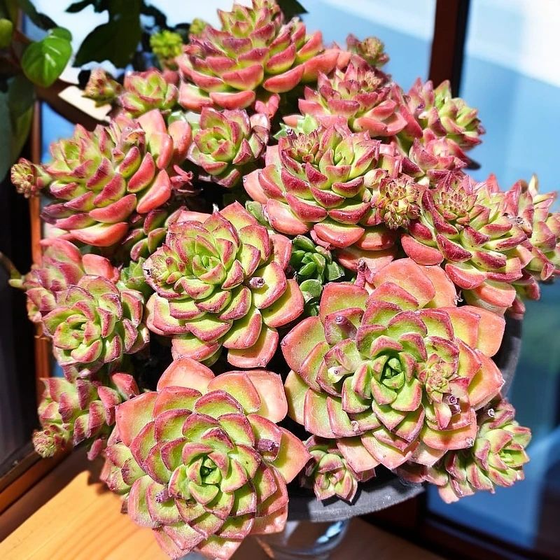 （满 15 包邮）玫瑰蒂亚 带盆土 多肉植物 以直播展示为准
