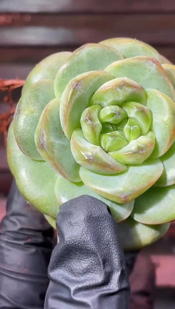 32-88 绿鸿蒙4-5厘米量拍发一颗