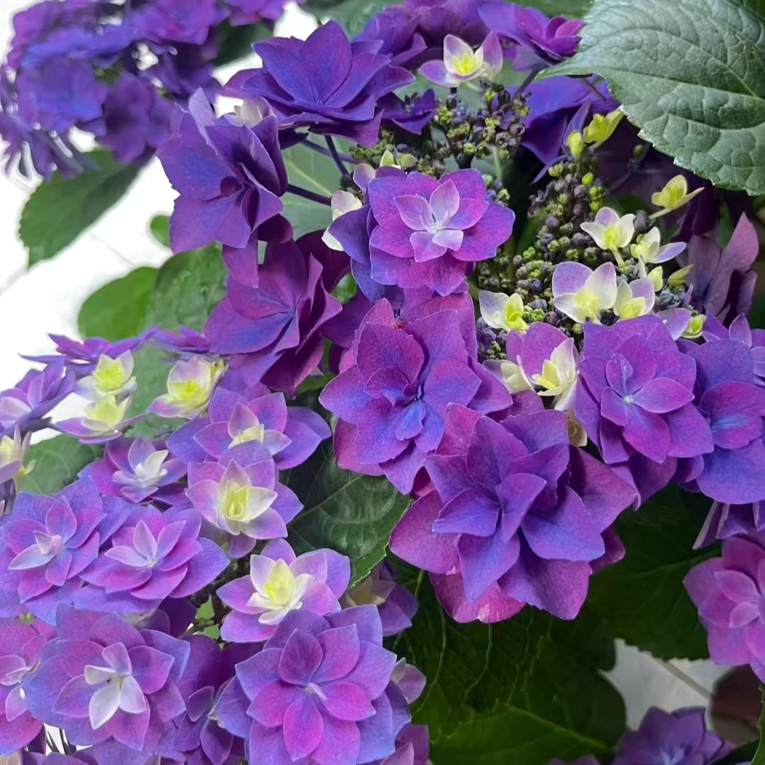 【嘉遇】羽翼  4个头 彩色后会变色绣球花盆栽花卉带花苞发货 150盆