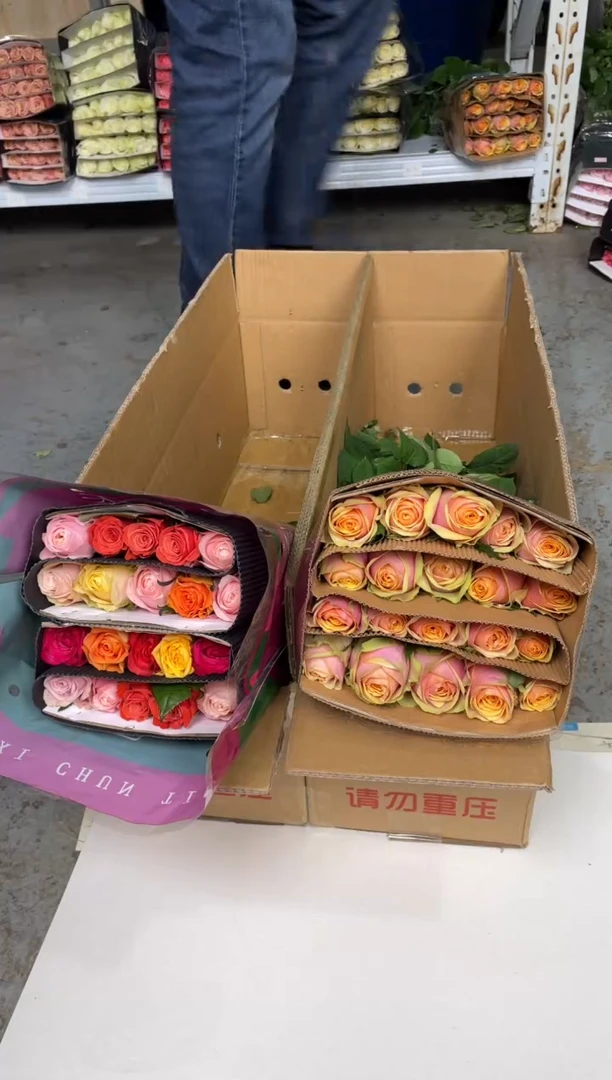 迪薇娜20枝+混色玫瑰20枝