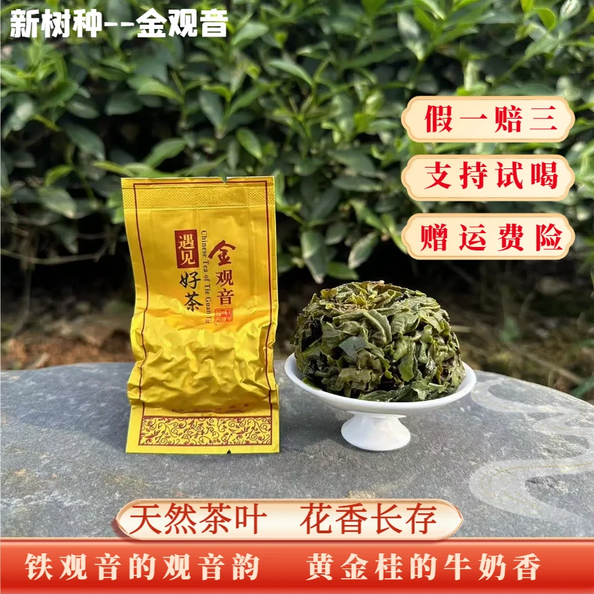 金观音茶叶秋茶采摘好茶清香型清甜水即香牛奶香