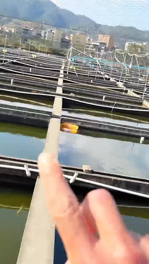 金鱼抱*花水娃娃渔场观赏鱼金鱼 不包邮 运费