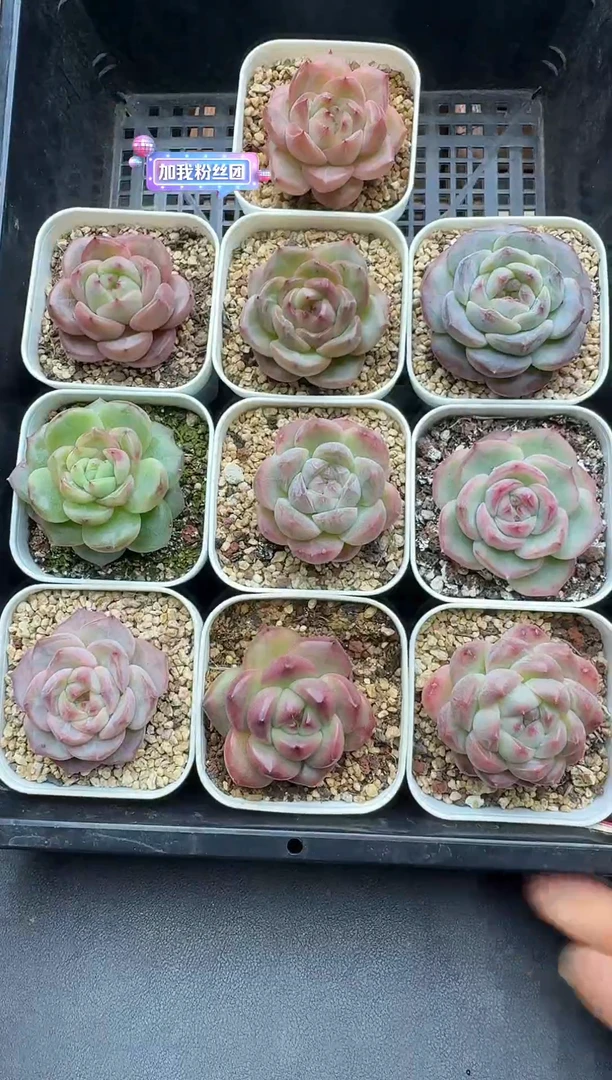 珍妮杂交多肉C05