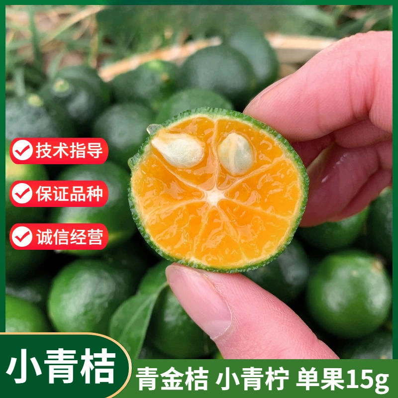 正宗四季青金桔树苗小青桔苗酸甜青柠檬树苗盆栽北方南方当年结果