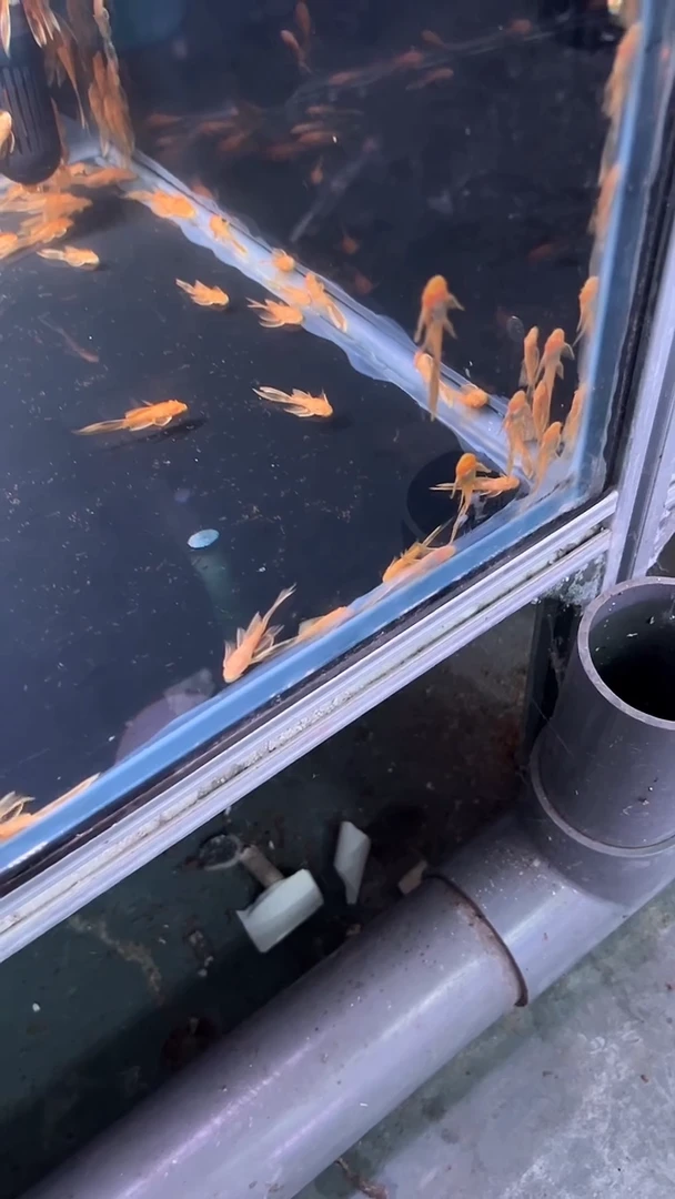 清道夫鱼黄金大帆 5条 尺寸3+