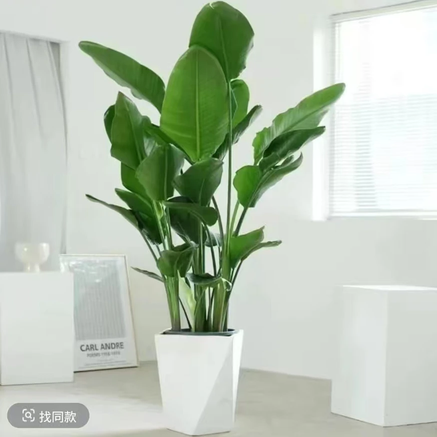 【精品A苗】80-100cm天堂鸟室内客厅大型绿植好养易活净化空气