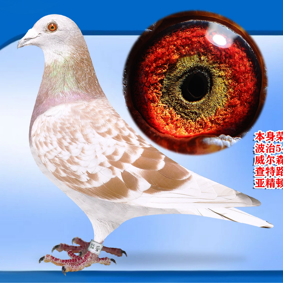 鸽子用品信鸽用成绩鸽用品