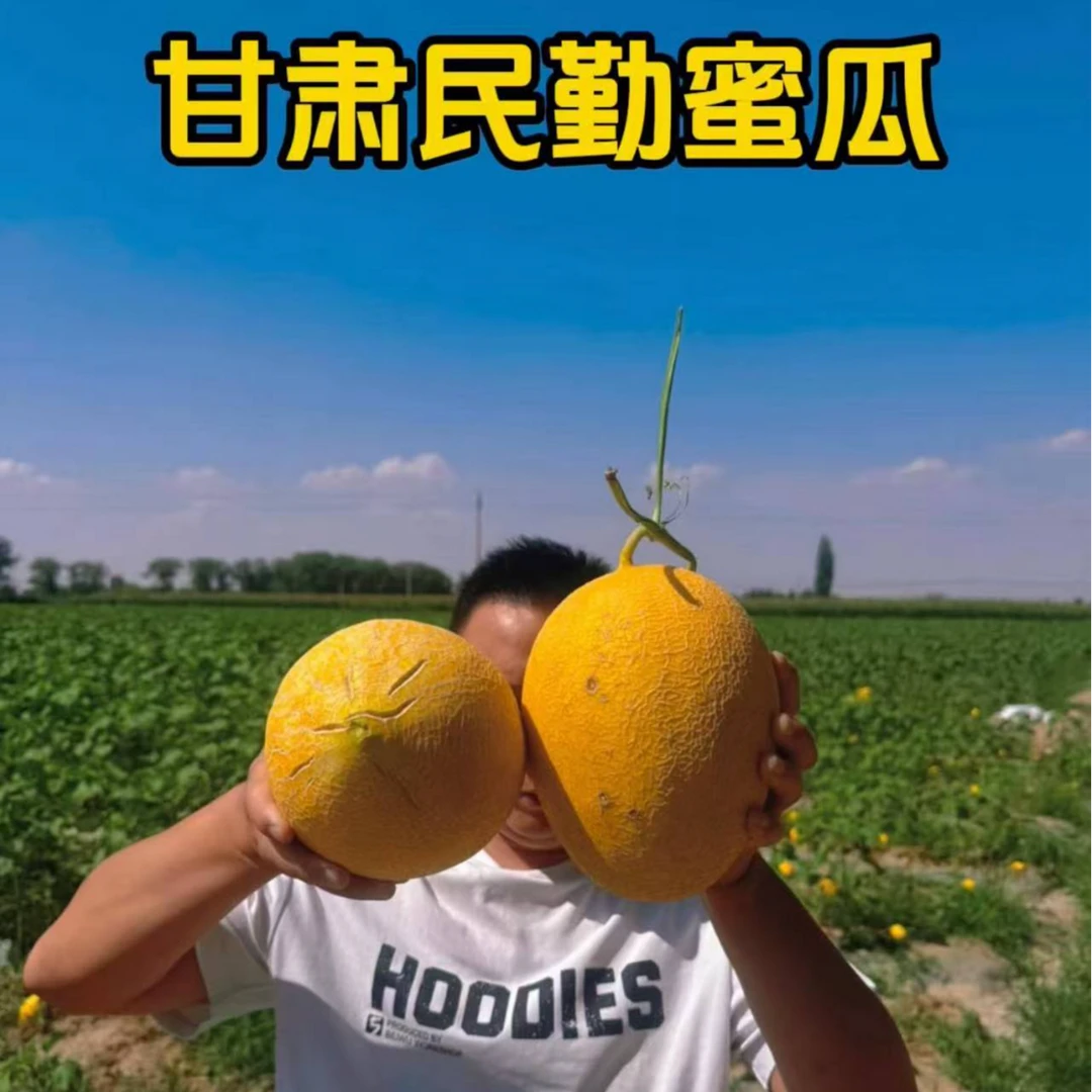S金色年华哈密瓜当季新鲜脆甜多汁正宗民勤发货沙漠甜瓜