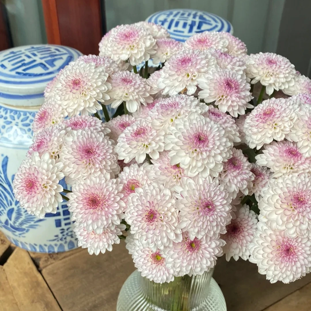 小雏菊【马蒂斯10枝】鲜花次日达批发直播包邮品质鲜花 全场任意满两单顺丰包邮
